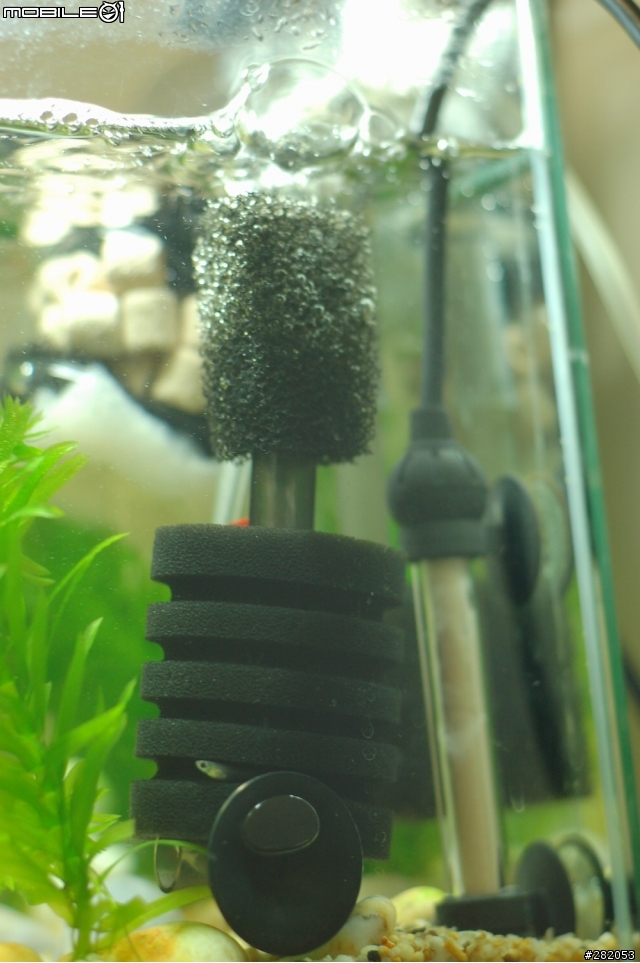 斑馬魚不能和日光燈和小魚仔..一同養..