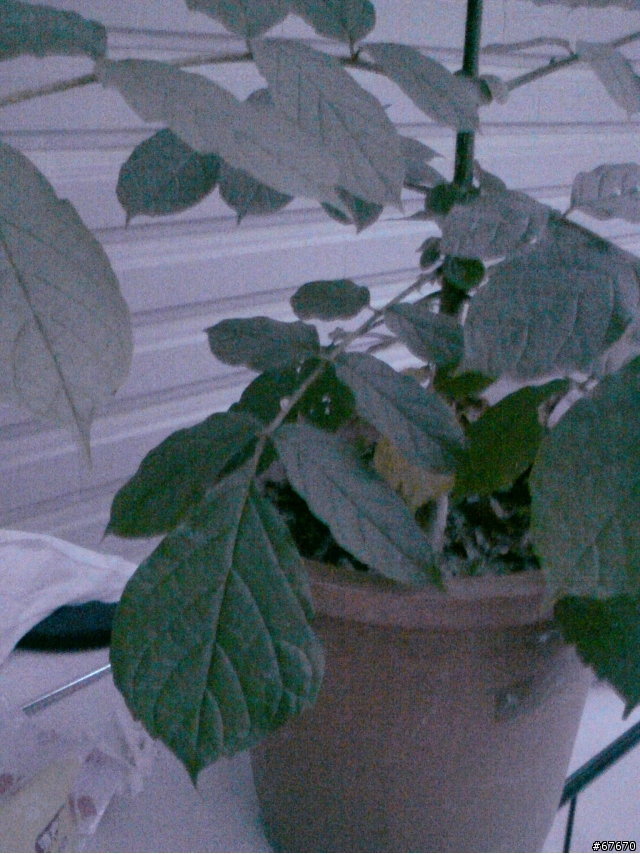 植物種類請教