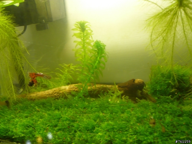 我的水族世界