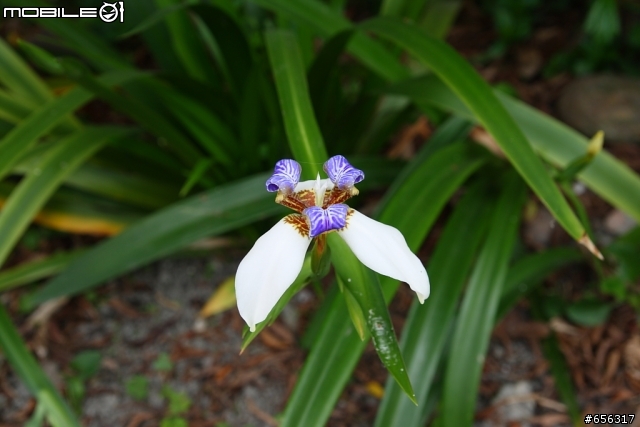 分享400D+A16(Tamron A16 17-50MM F2.8)照片給需要的朋友參考