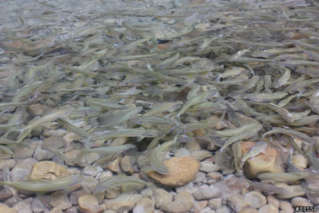 消除水面反光不用偏光鏡!?