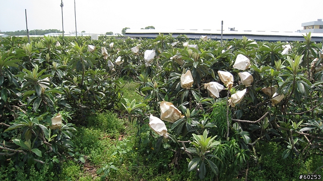 台中縣 豐原市→萬里長城→新社水井→南坑巷→豐原市