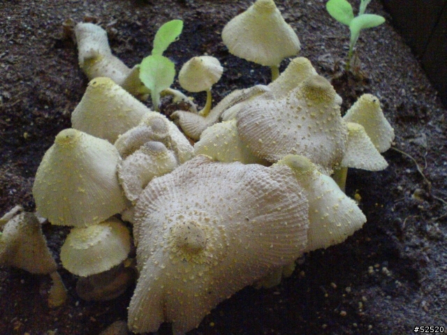 請問一下這是什麼菇, 有沒有毒?