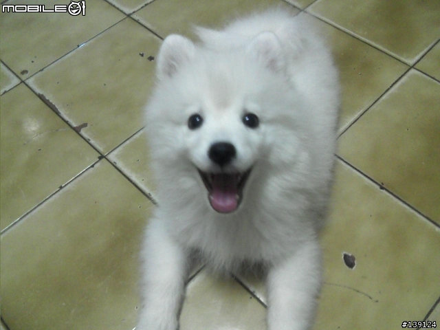 分享漂亮的白色狐狸犬
