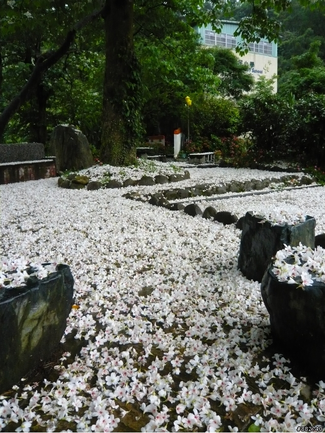 汐碇路+永碇國小賞銅花
