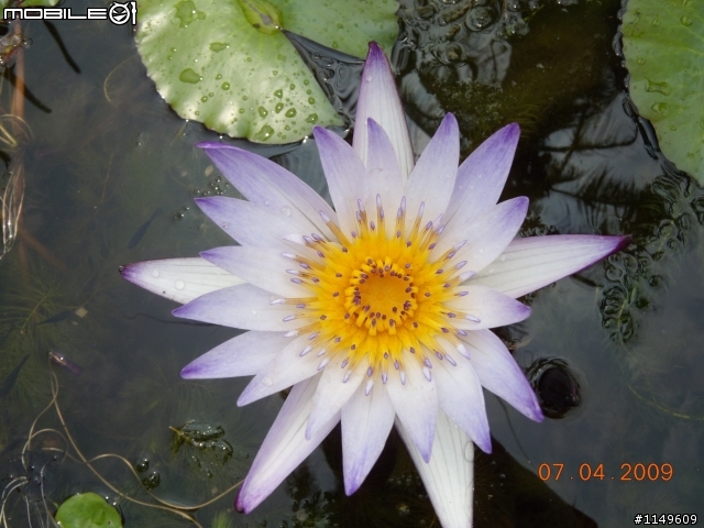 【分享】蓮花苗