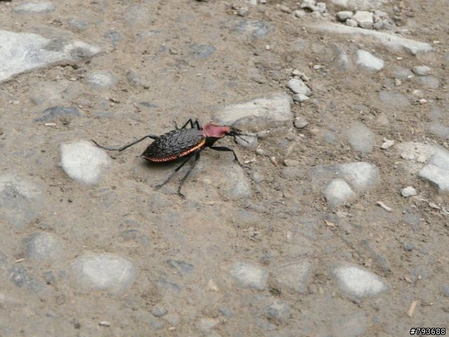 20090411  清泉-觀霧 4+2 七人之旅  照片重新連結完成