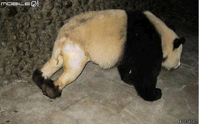 看過熊貓被剃掉毛的樣子嗎