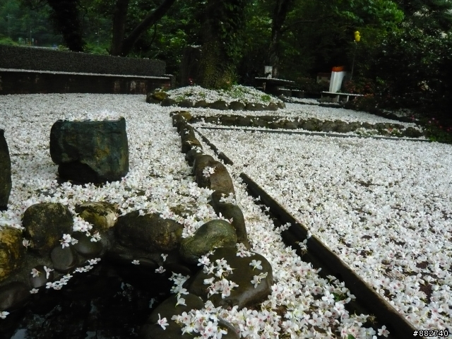 汐碇路+永碇國小賞銅花