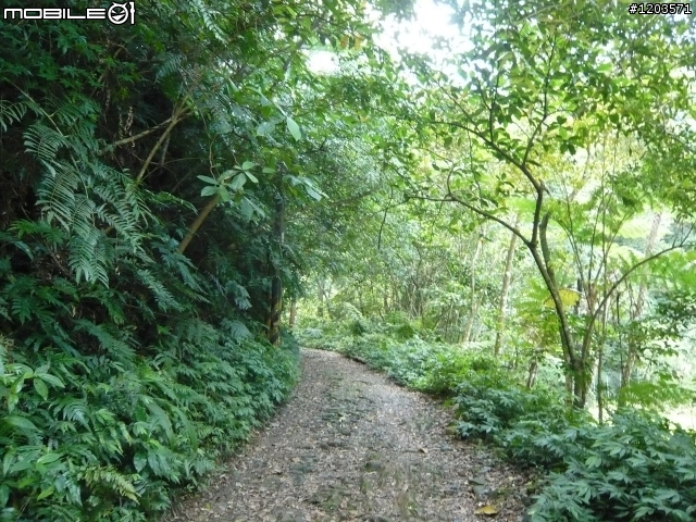 翡翠森林.跨嶺前行