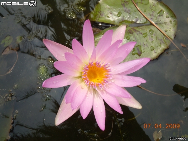 【分享】蓮花苗