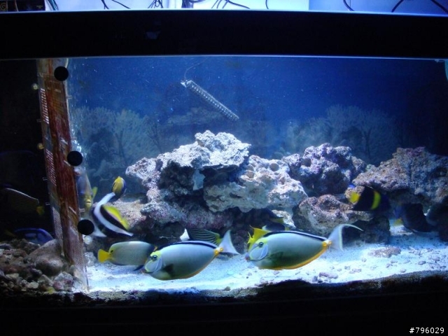 【分享】熱帶魚..鸚鵡..兔子