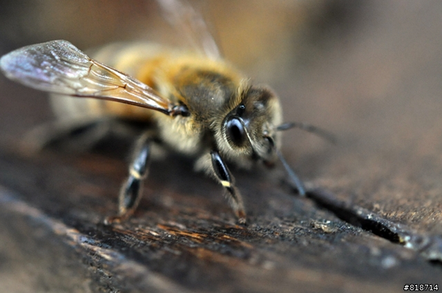 祭富士6900與S9500絕別文 之 D90+Nikkor 60mm Micro梅開三度測試分享文