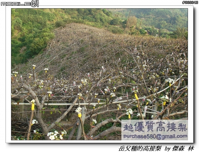 開包文_用心呵護的高接梨