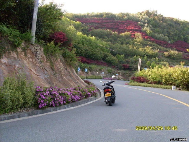 四明山4月的红枫