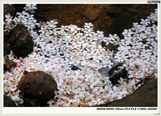 Nikon D5000 試拍