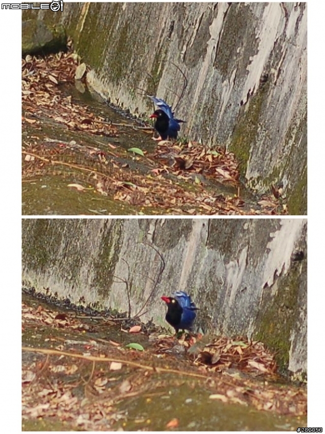八連路上五指山...新發現 求 鳥名...感恩