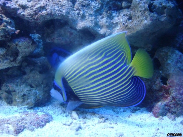 【分享】熱帶魚..鸚鵡..兔子