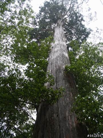 新竹五峰鄉一日遊--觀霧、雪霸休閒農場、清泉