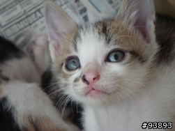 認養 快兩個月的小虎班男生一隻