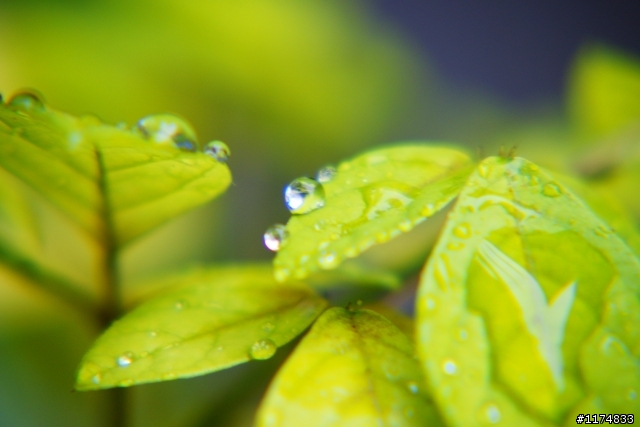 雨後的葉子(分享)
