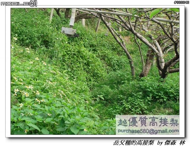 開包文_用心呵護的高接梨
