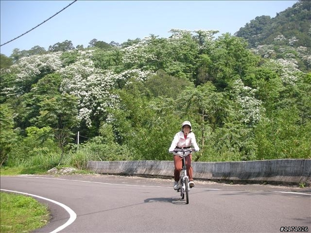 羅馬與內灣之間－－8字賞桐路線