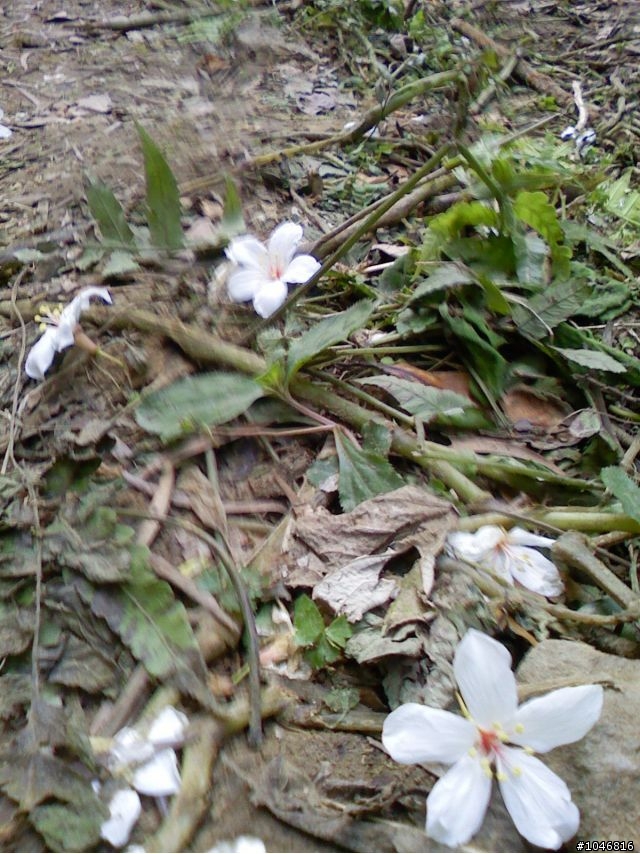 5月，我在土城，下雪天
