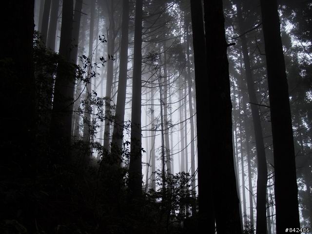 新竹五峰鄉一日遊--觀霧、雪霸休閒農場、清泉