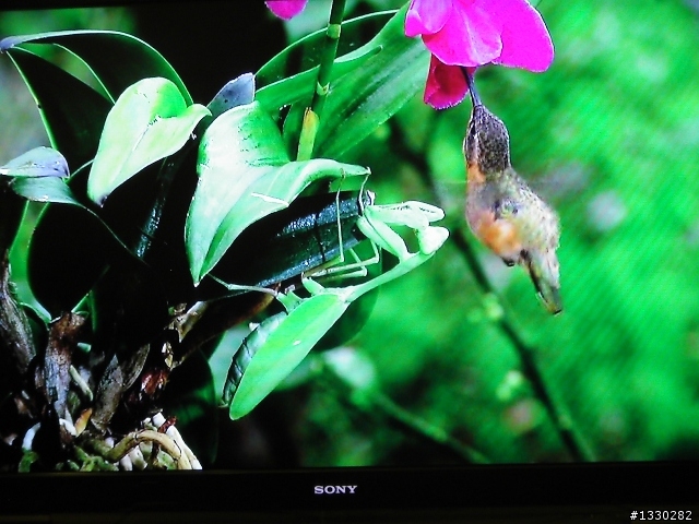 Sony KDL-52w4100 開箱文(新手上路!!!)