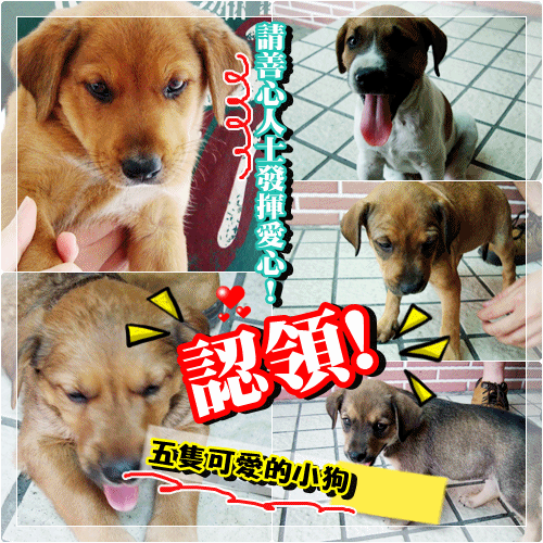 [拾獲] 五隻可愛的小狗狗