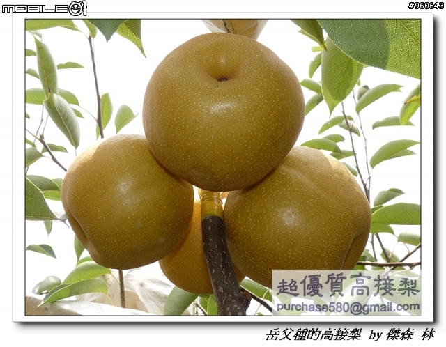 開包文_用心呵護的高接梨