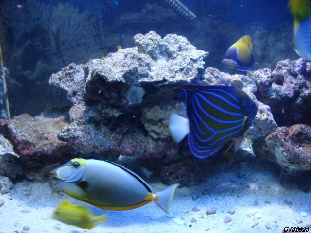【分享】熱帶魚..鸚鵡..兔子