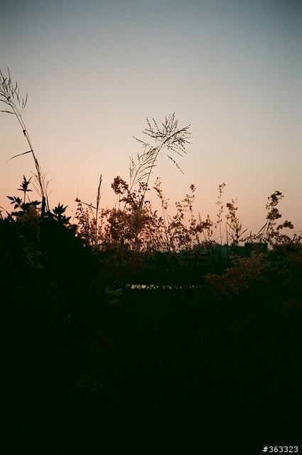 【分享】MINOLTA HI-MATIC AF-D (補第貳捲)
