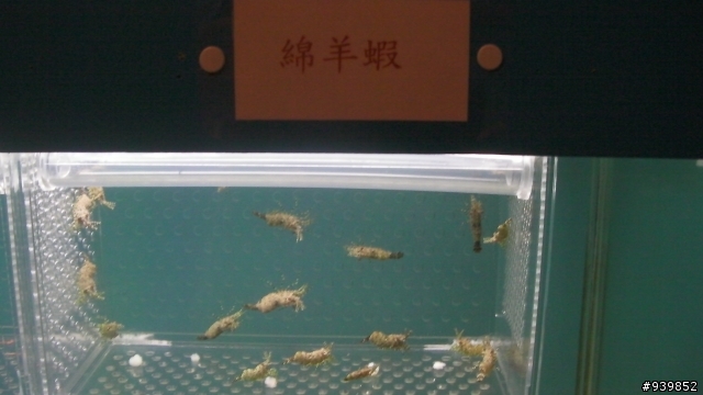 2009春末6天5夜菊島行~完~照片多喔