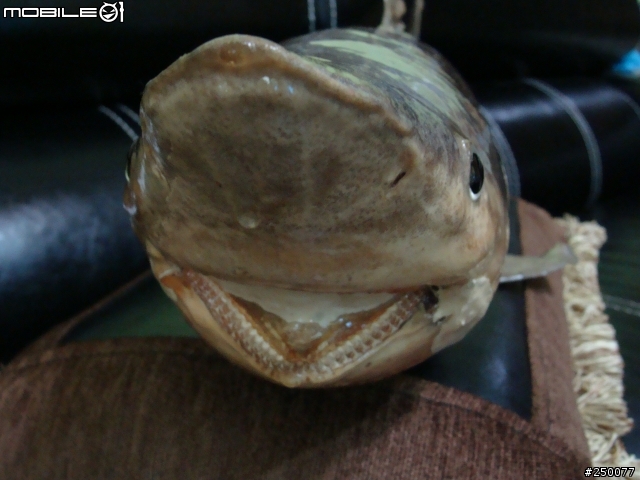 這算是藝品嗎?我的鯊魚標本收藏