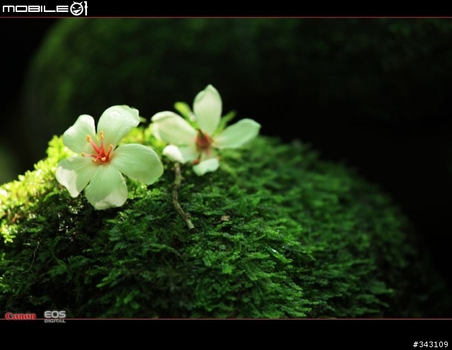 Canon 遇見油桐花