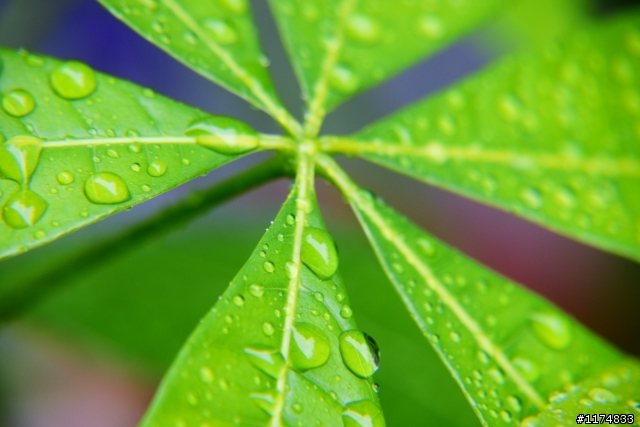 雨後的葉子(分享)