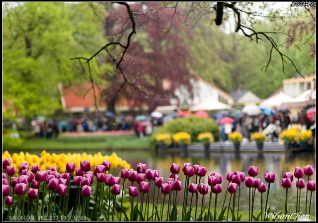 荷蘭 Keukenhof 花園
