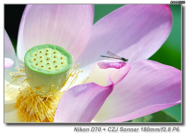 荷花-- 永恆的攝影題材,... 請共同分享拍攝經驗