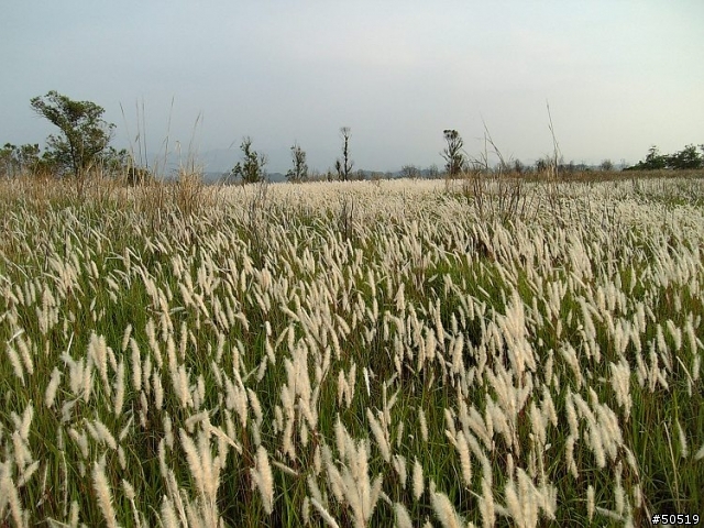 桐 & 芒 的後花園 _904sh & H11t