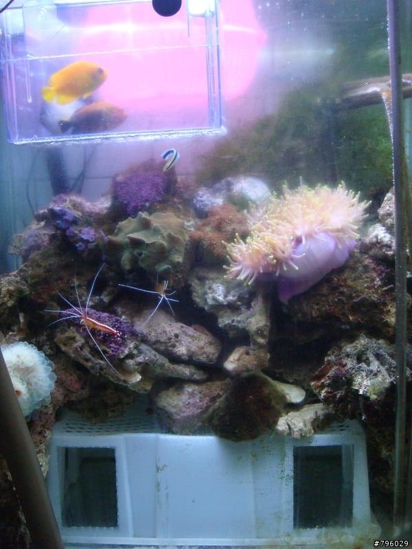 【分享】熱帶魚..鸚鵡..兔子