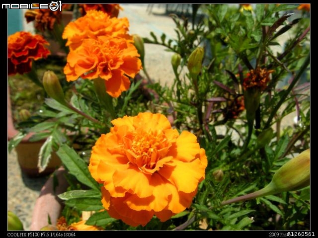 Nikon Coolpix P5100 新手試拍