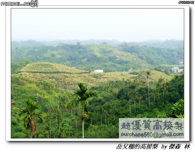開包文_用心呵護的高接梨