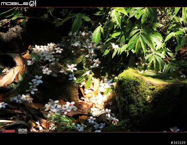Canon 遇見油桐花
