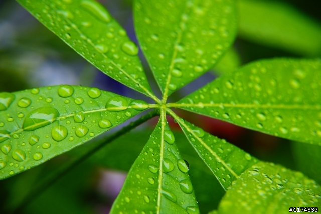 雨後的葉子(分享)