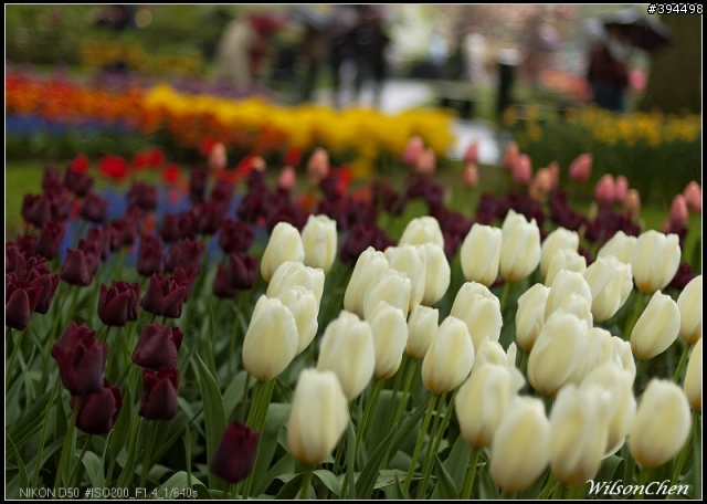 荷蘭 Keukenhof 花園