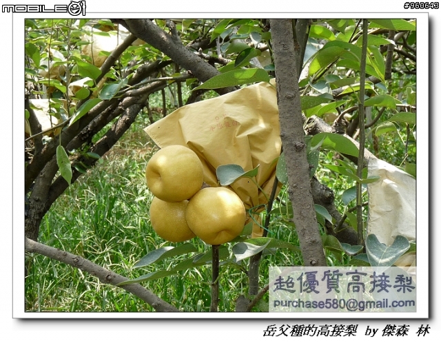 開包文_用心呵護的高接梨