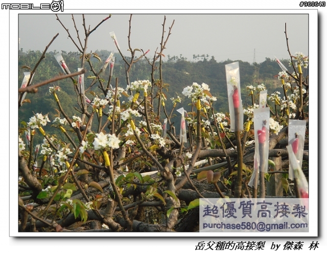 開包文_用心呵護的高接梨