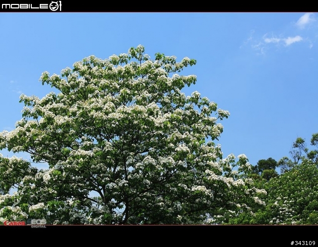 Canon 遇見油桐花